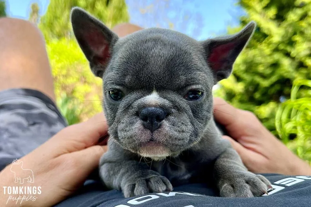 Patricia, available French Bulldog puppy at TomKings Puppies