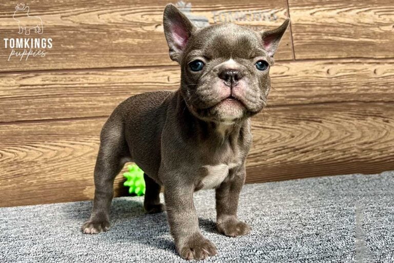 Patricia, available French Bulldog puppy at TomKings Puppies