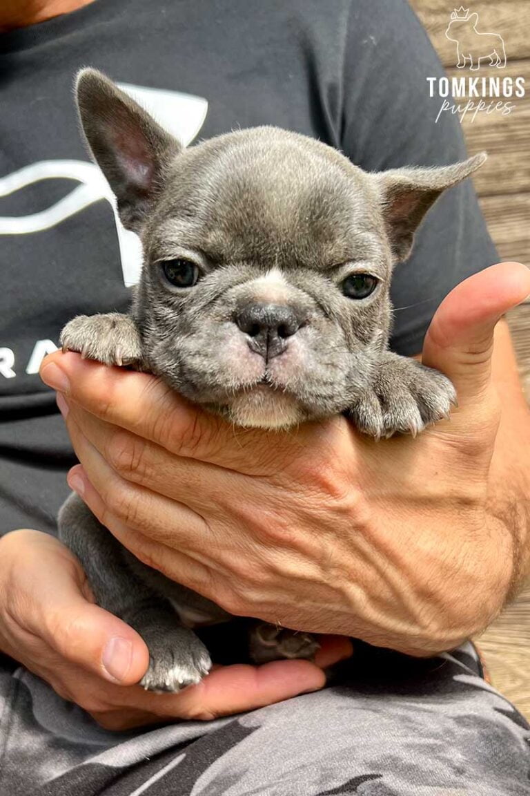 Patricia, available French Bulldog puppy at TomKings Puppies