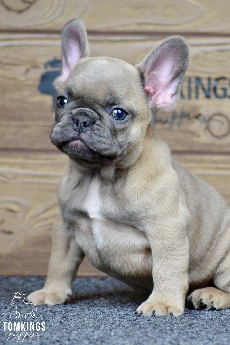Ralphie, available French Bulldog puppy at TomKings Puppies