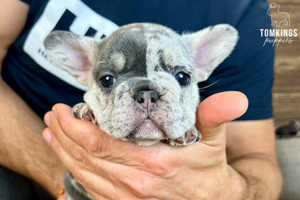 Romee, available French Bulldog puppy at TomKings Puppies