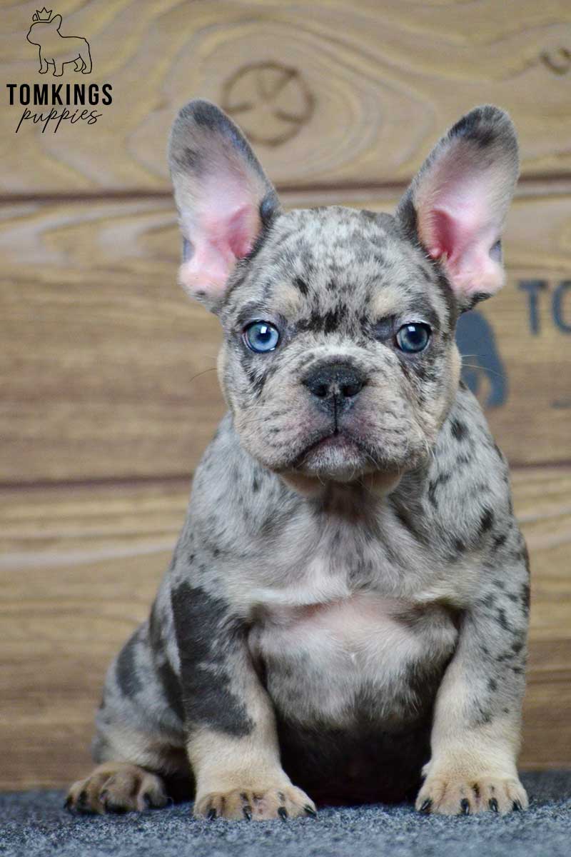 Theodore, available French Bulldog puppy at TomKings Puppies