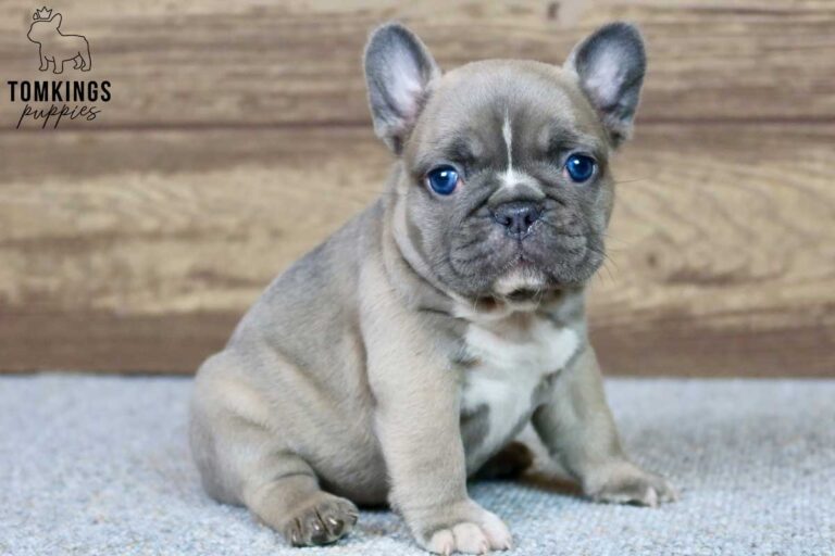 Vanessa, available French Bulldog puppy at TomKings Puppies