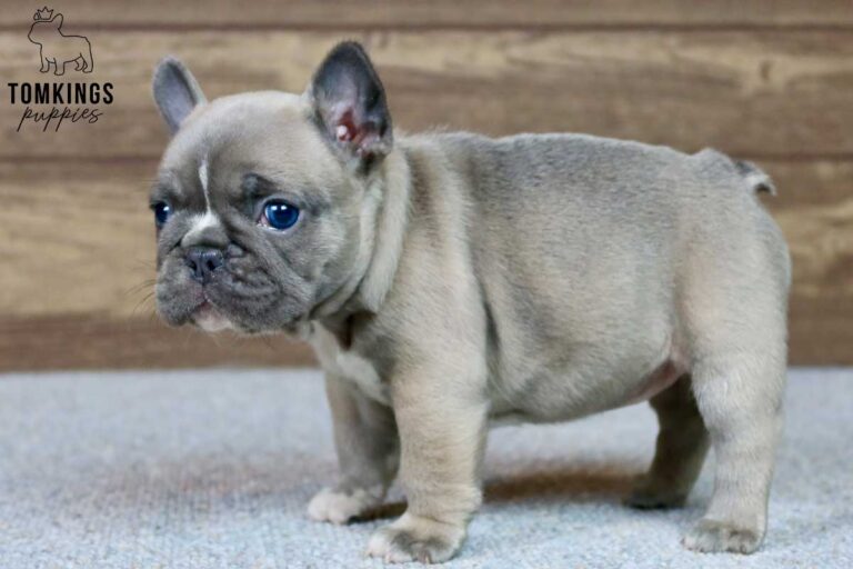 Vanessa, available French Bulldog puppy at TomKings Puppies