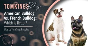 American Bulldog vs. French Bulldog: Which Is Better? - TomKings Puppies Blog