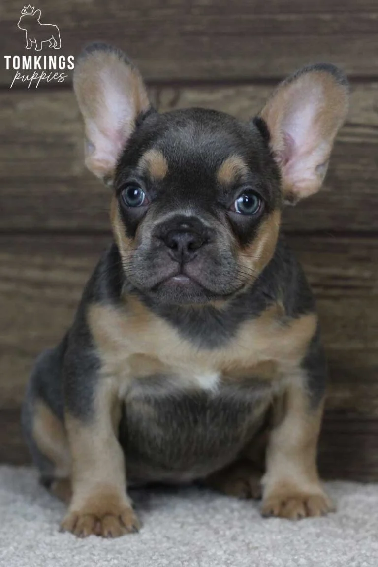 Bambi, available French Bulldog puppy at TomKings Puppies