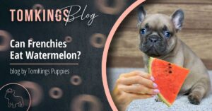Can Frenchies Eat Watermelon? - TomKings Blog