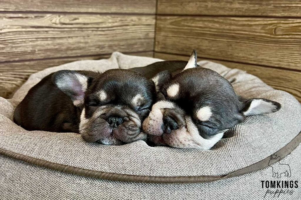 Choco and Tan French Bulldog at TomKings Puppies