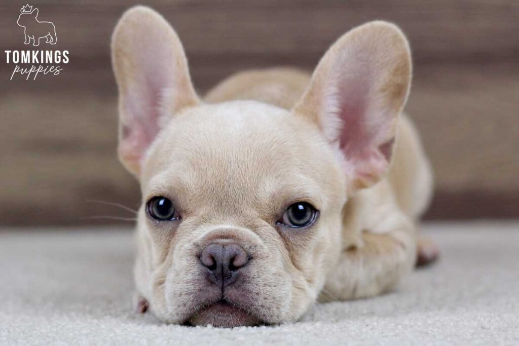 Christian, available French Bulldog puppy at TomKings Puppies