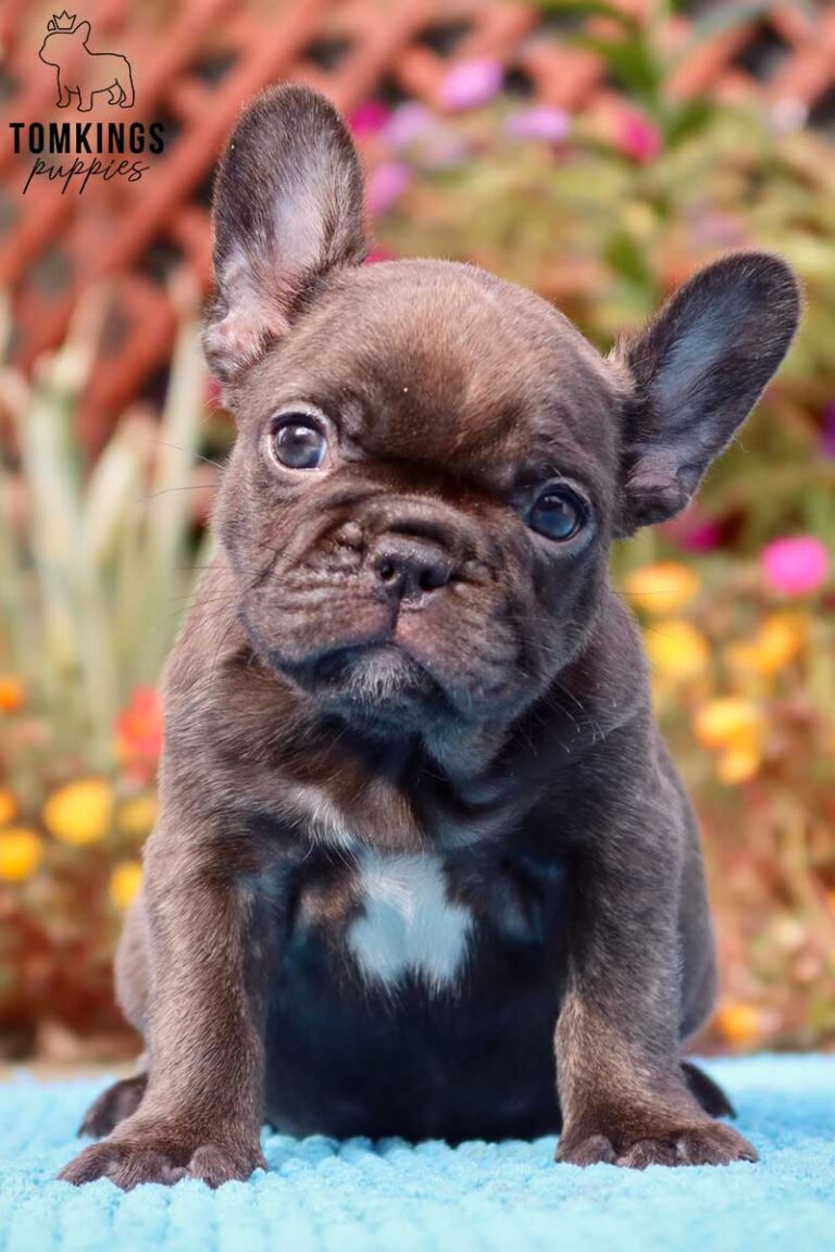 Dark Brown (chocolate) French Bulldog - TomKings Puppies