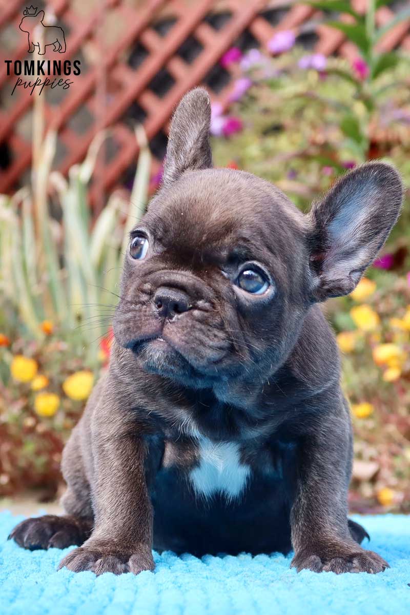 Dark Brown (chocolate) French Bulldog - TomKings Puppies