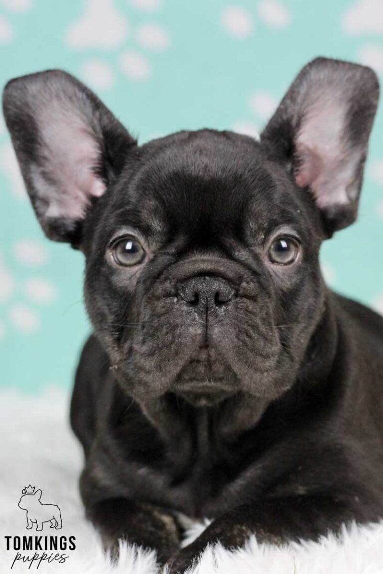 Dark Brown (chocolate) French Bulldog - TomKings Puppies