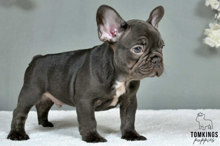 Dark Brown (chocolate) French Bulldog - TomKings Puppies