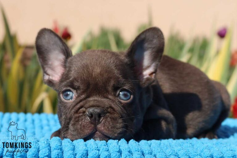 Dark Brown (chocolate) French Bulldog - TomKings Puppies