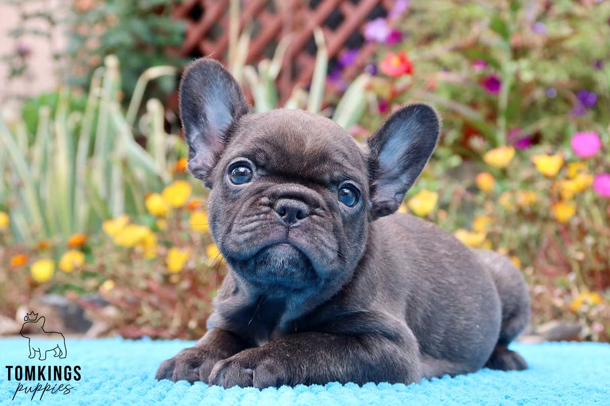 Dark Brown (chocolate) French Bulldog - TomKings Puppies