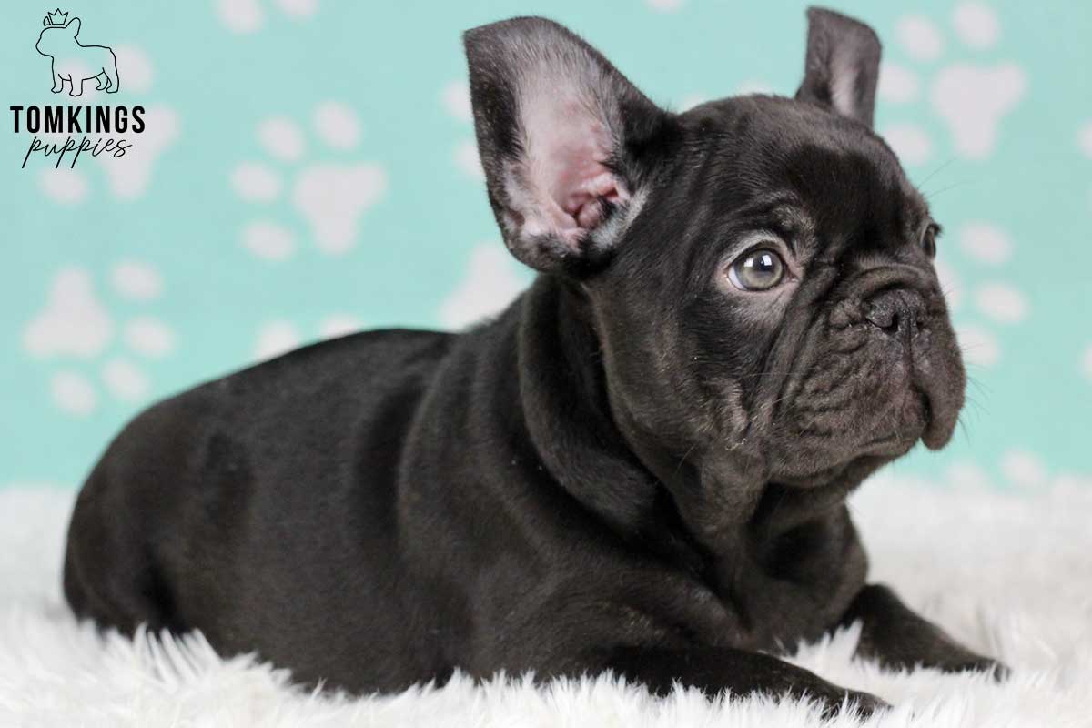 Dark Brown (chocolate) French Bulldog - TomKings Puppies