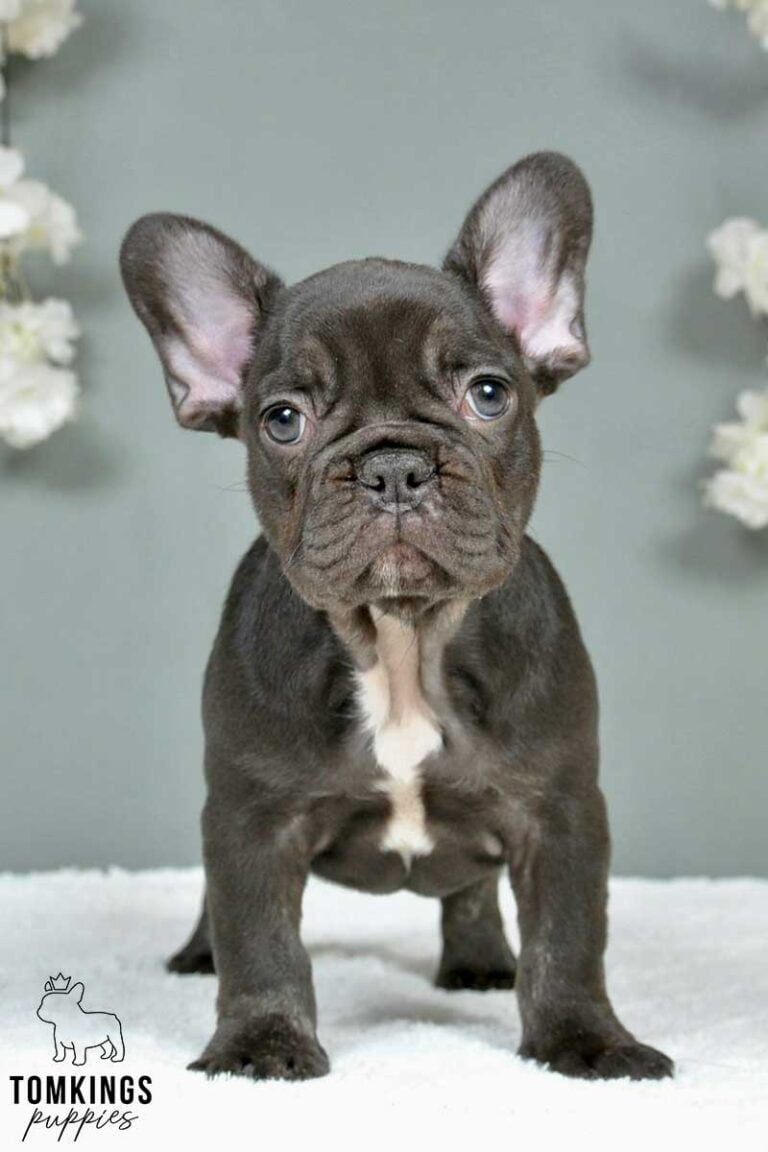 Dark Brown (chocolate) French Bulldog - TomKings Puppies