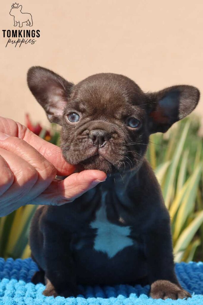 Dark Brown (chocolate) French Bulldog - TomKings Puppies