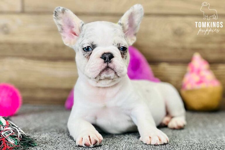 Delilah, available French Bulldog puppy at TomKings Puppies