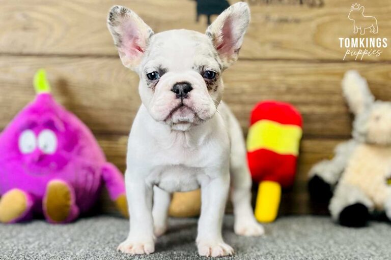 Delilah, available French Bulldog puppy at TomKings Puppies