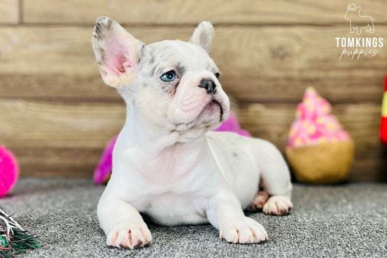 Delilah, available French Bulldog puppy at TomKings Puppies