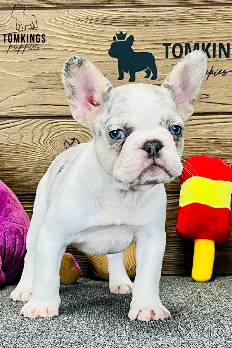 Delilah, available French Bulldog puppy at TomKings Puppies