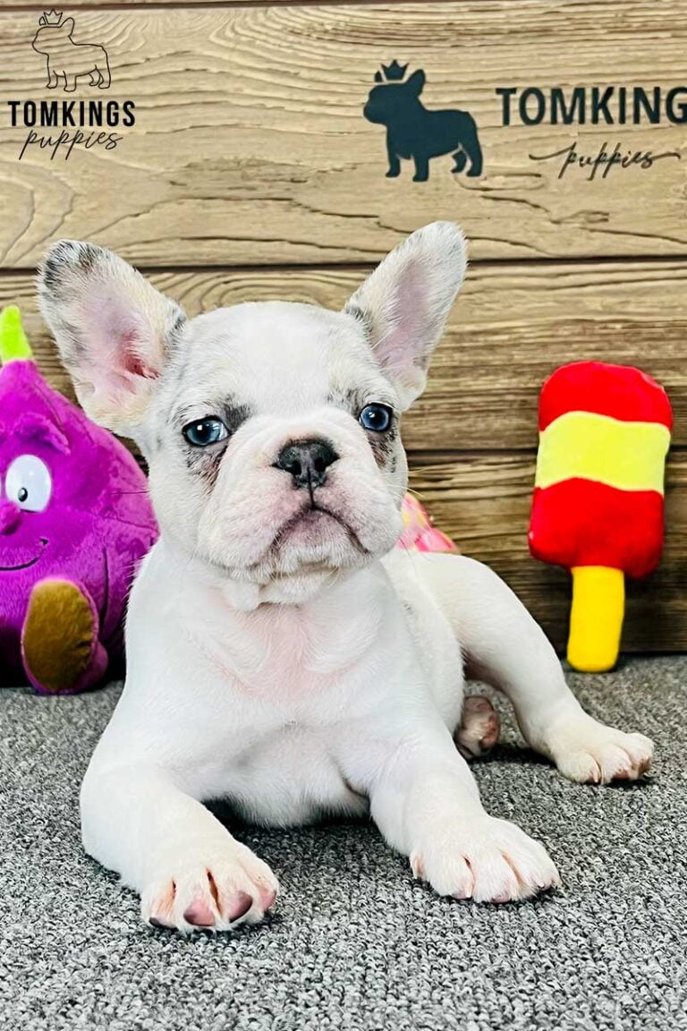 Delilah, available French Bulldog puppy at TomKings Puppies