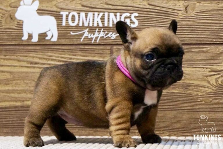 Gloria, available French Bulldog puppy at TomKings Puppies