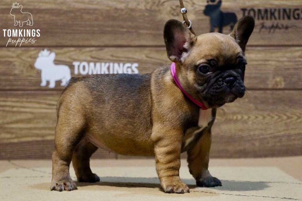 Gloria, available French Bulldog puppy at TomKings Puppies