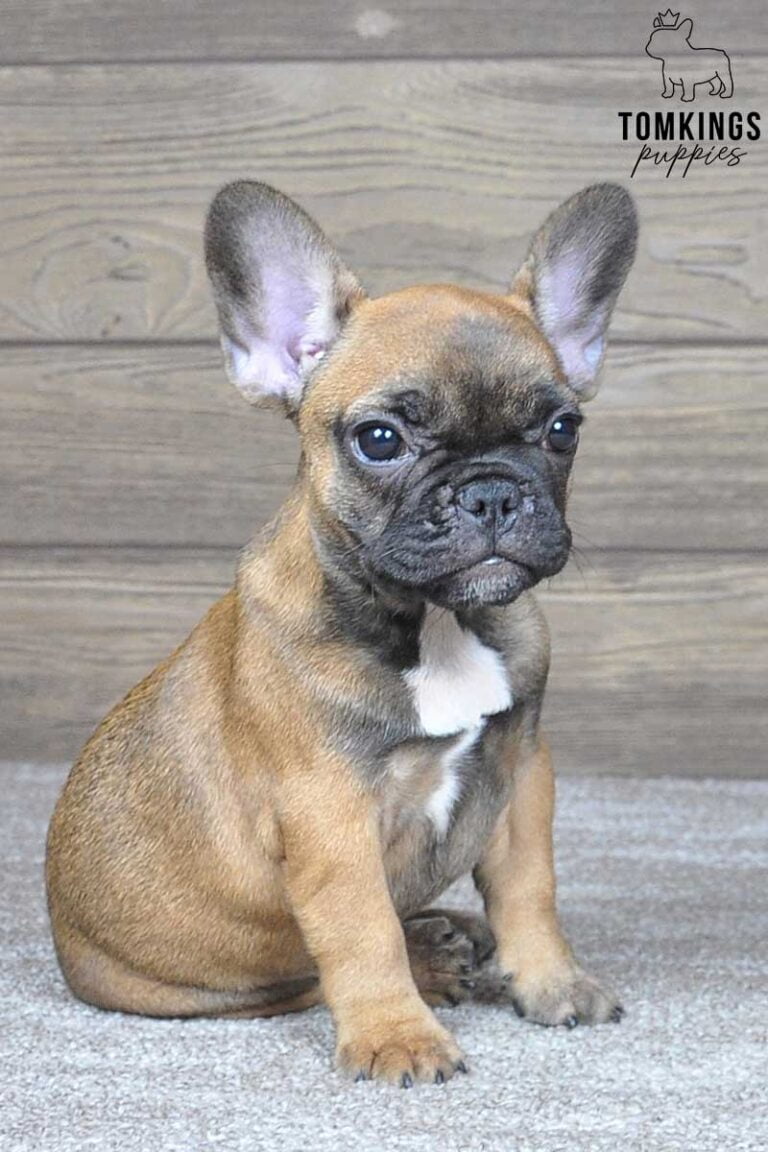 Gloria, available French Bulldog puppy at TomKings Puppies