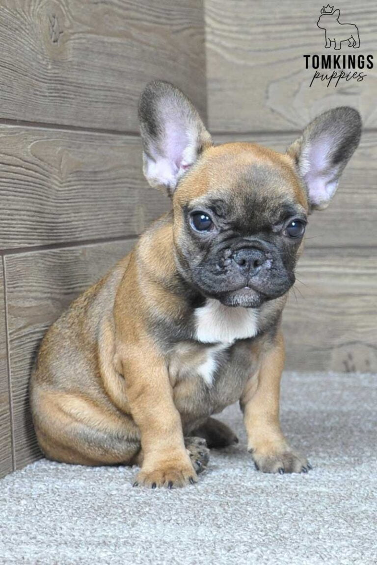 Gloria, available French Bulldog puppy at TomKings Puppies