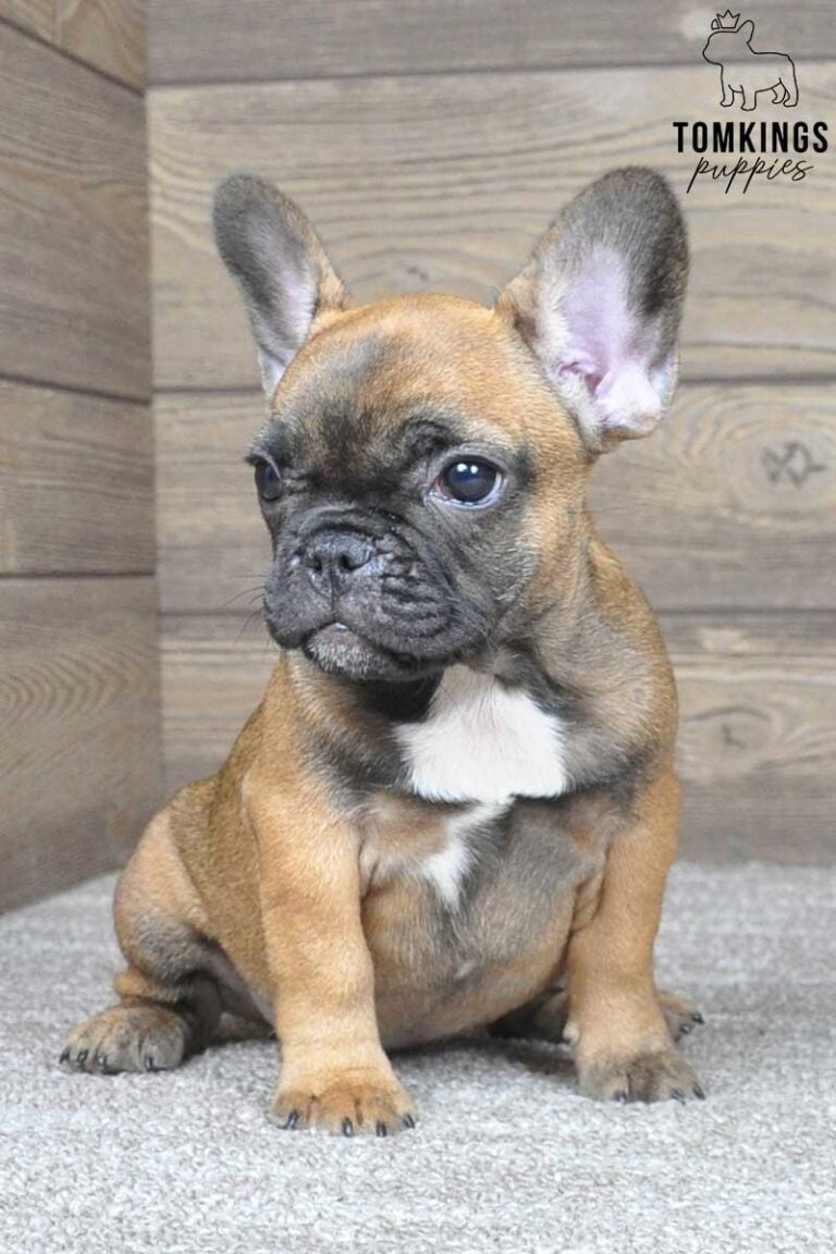 Gloria, available French Bulldog puppy at TomKings Puppies