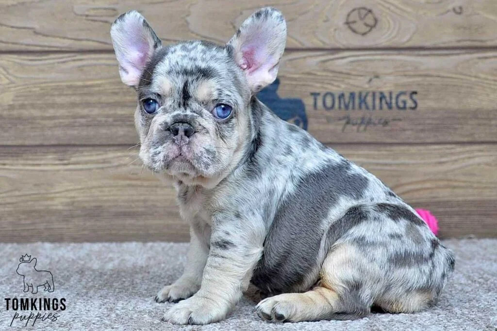 Ida, available French Bulldog puppy at TomKings Puppies