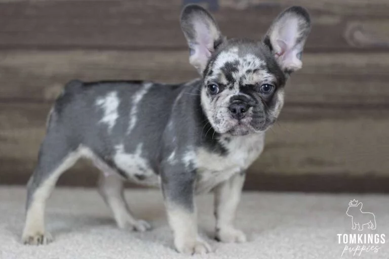 James, available French Bulldog puppy at TomKings Puppies