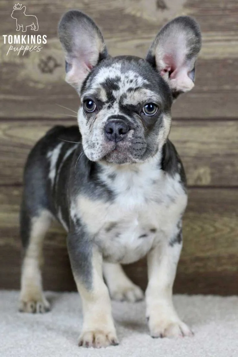 James, available French Bulldog puppy at TomKings Puppies