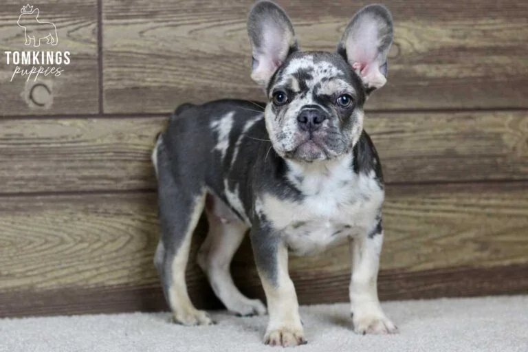 James, available French Bulldog puppy at TomKings Puppies