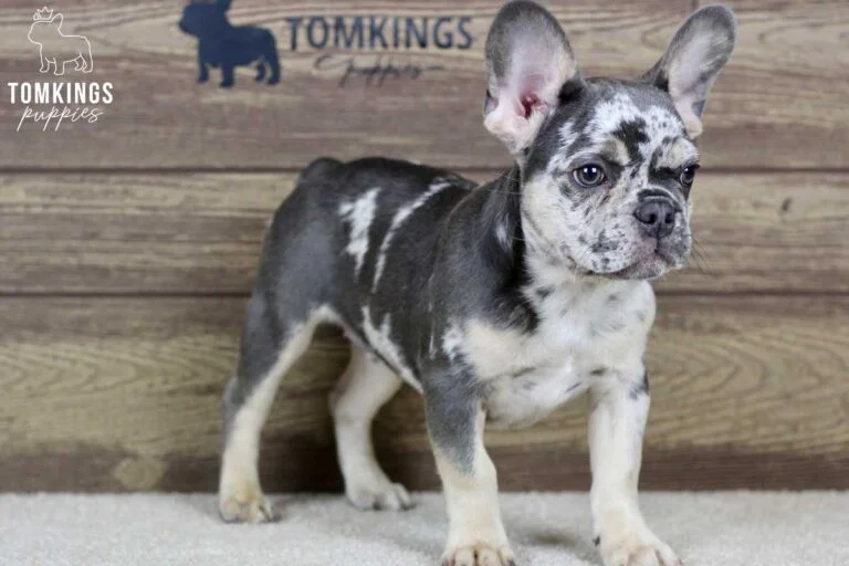 James, available French Bulldog puppy at TomKings Puppies