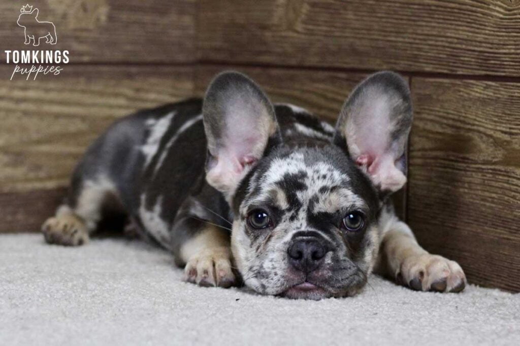 James, available French Bulldog puppy at TomKings Puppies