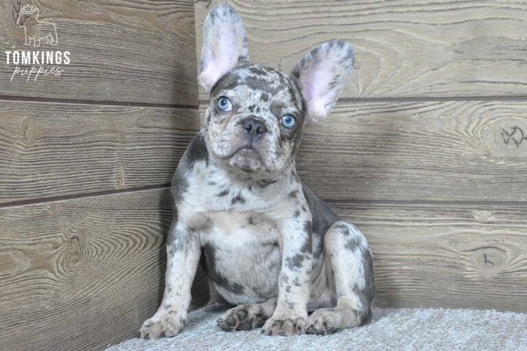 Luke, available French Bulldog puppy at TomKings Puppies