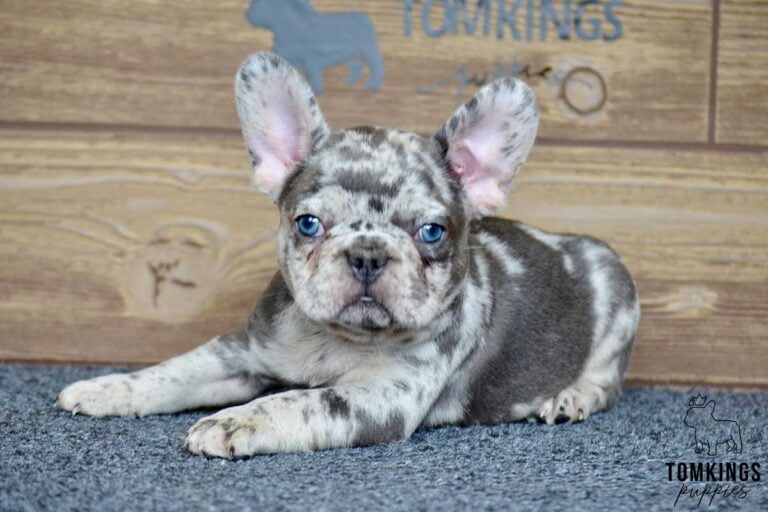 Luke, available French Bulldog puppy at TomKings Puppies