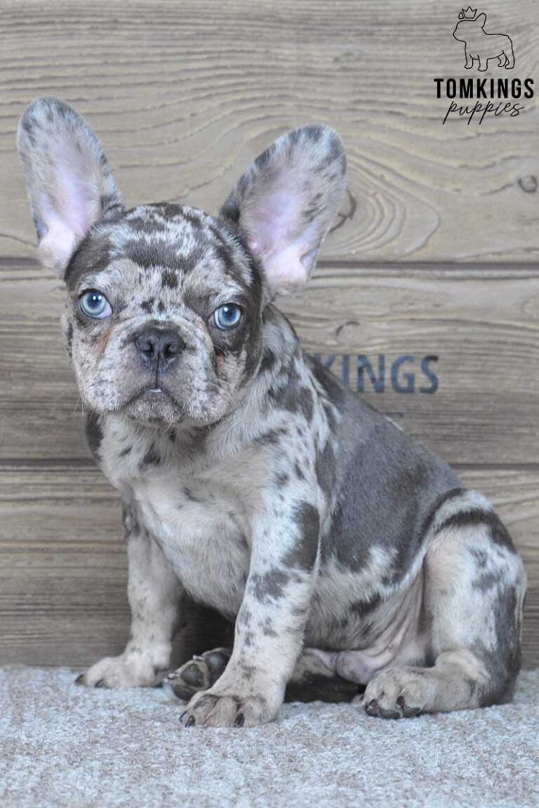 Luke, available French Bulldog puppy at TomKings Puppies