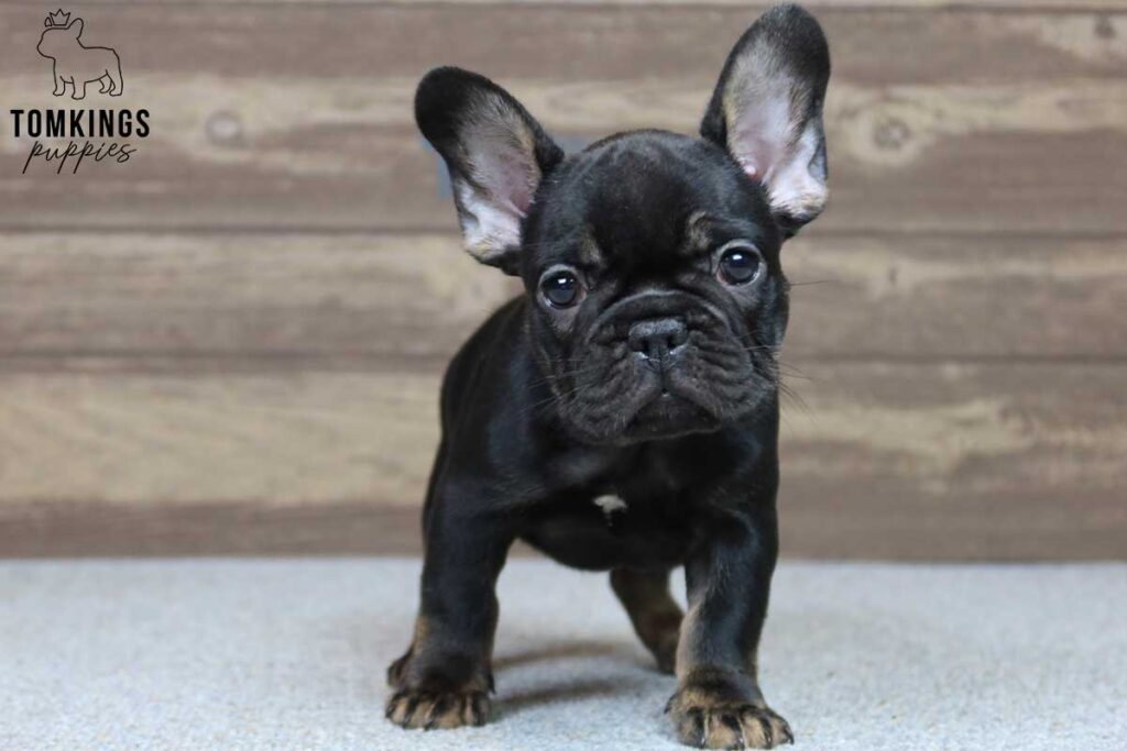 Naomi, available French Bulldog puppy at TomKings Puppies