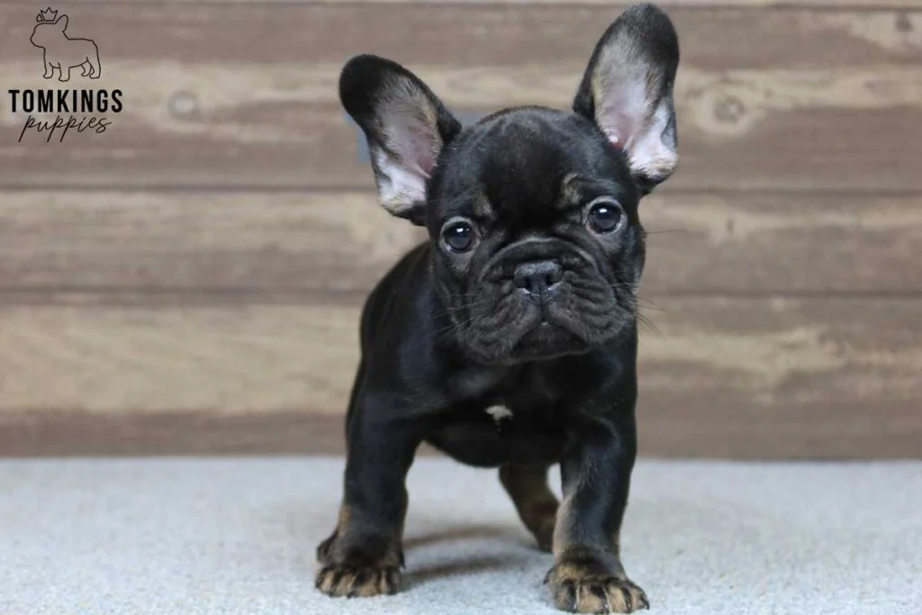 Naomi, available French Bulldog puppy at TomKings Puppies