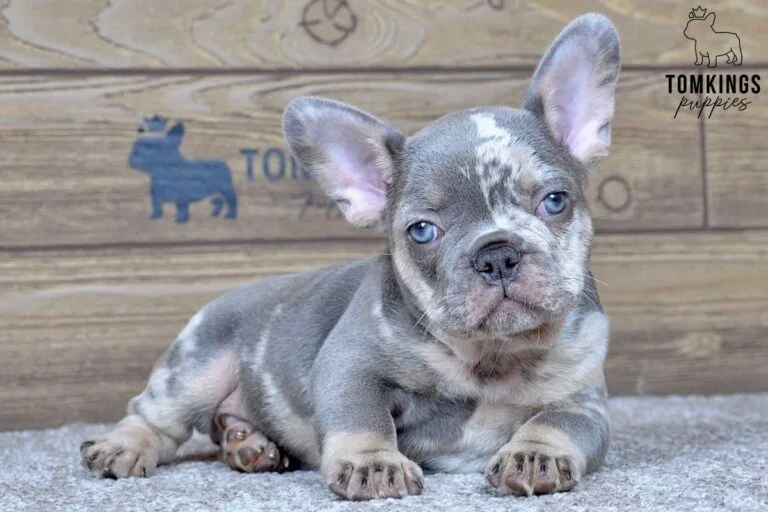 Nash, available French Bulldog puppy at TomKings Puppies