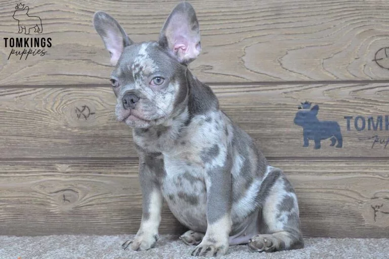 Nash, available French Bulldog puppy at TomKings Puppies