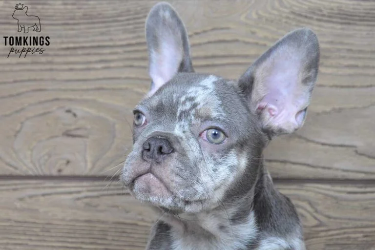 Nash, available French Bulldog puppy at TomKings Puppies