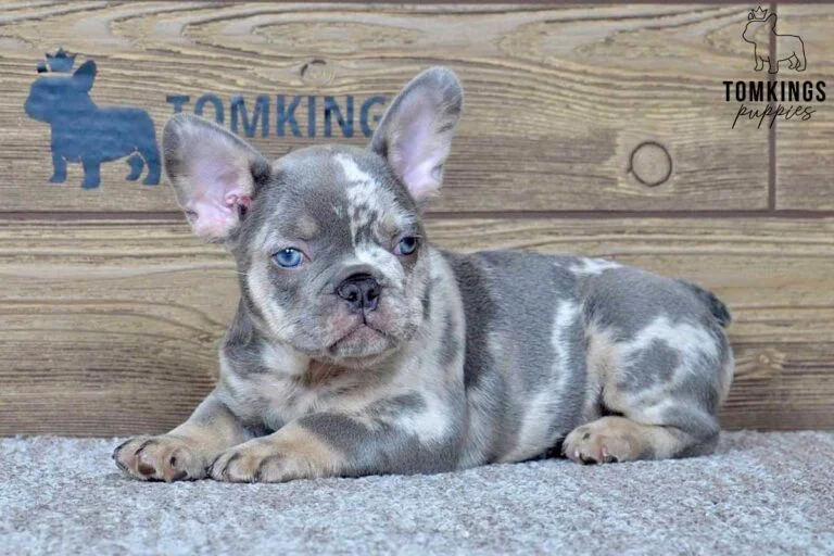 Nash, available French Bulldog puppy at TomKings Puppies