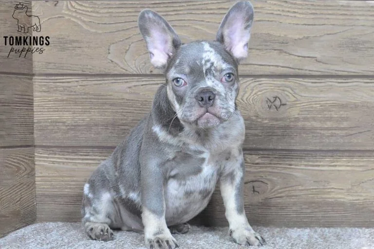 Nash, available French Bulldog puppy at TomKings Puppies