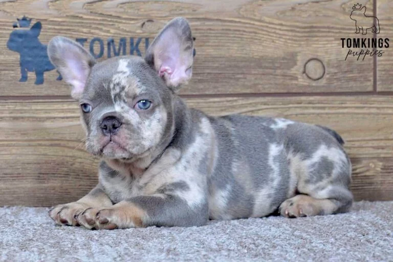 Nash, available French Bulldog puppy at TomKings Puppies