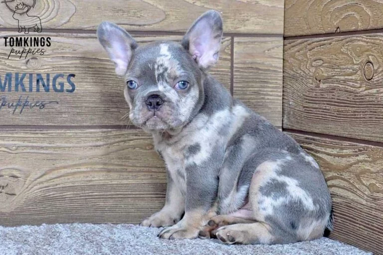 Nash, available French Bulldog puppy at TomKings Puppies